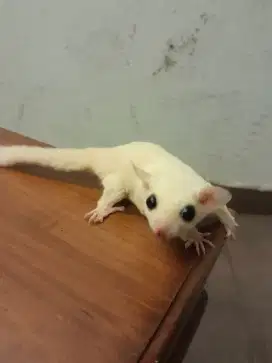 Sugar Glider Leucistic