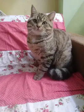 Pacak BrithisShorthair