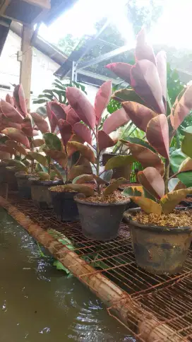 Tanaman Hias ruby