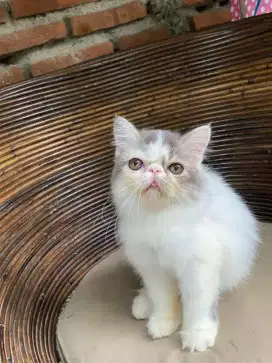 Kucing persian peaknose betina sehat terawat 3 bulan