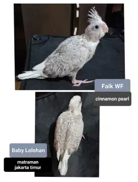 Burung Parkit Australia - Falk WF