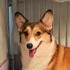 DIJUAL CORGI SEPASANG