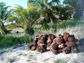 Dijual Lahan kelapa sawit di desa pangkalan gondai