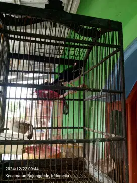 Burung Jalak Kebo