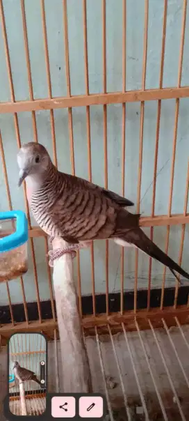 Burung perkutut lokal