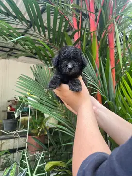 Poodle Toy Black