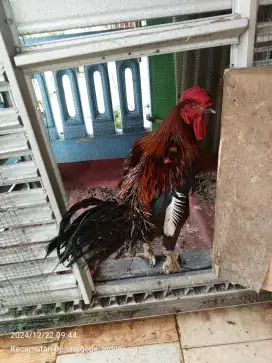 Ayam Jago Kukuruyuk Bangkok Gese