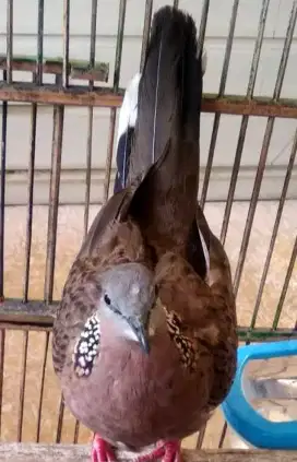 Burung derkuku kuk dua.