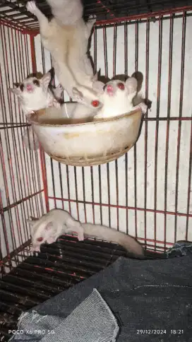 Sugar glider creamino 4 ekor