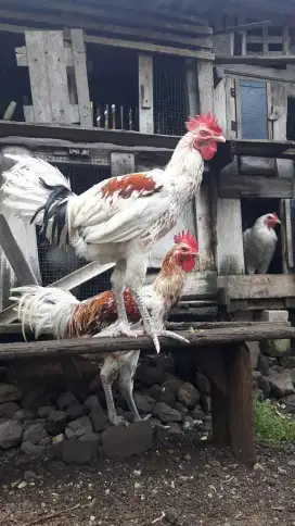 Anak ayam pelung putih