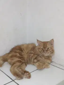 Lepas adopsi persia medium redtubby jantan