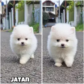 Mini pom puppy jantan