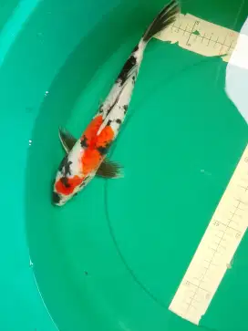 Ikan koi SHOWA Doitsu 35cm Bagus Original