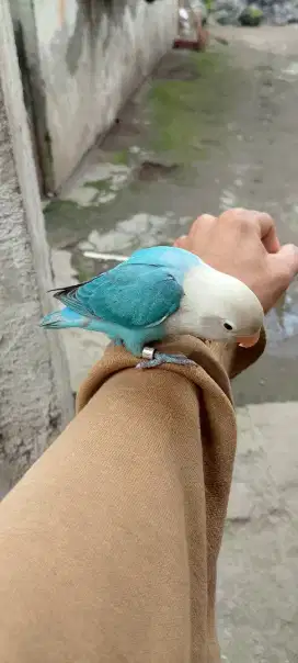 Lovebird skill jinak