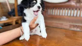 Anak Anjing Cihuahua Mix Mini Pom