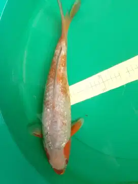 Ikan koi SABIKOYO GINRIN 45cm ANTIK
