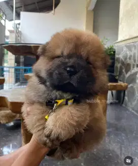 Chow chow puppy,female,red