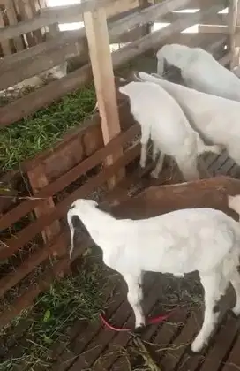 20 ekor kambing jantan 15-18kiloan 6-7 bulanan siap qurban 2025 manteb