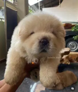 Chow chow,puppy,cream