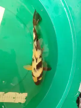 Ikan koi KIN SHIRO 29cm