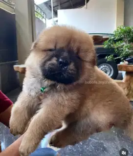 Chow chow puppy,red,male