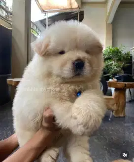 Chow chow puppy,male,cream