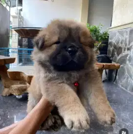 Chow chow puppy,male,red