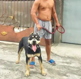 PITBULL BLACKTAN