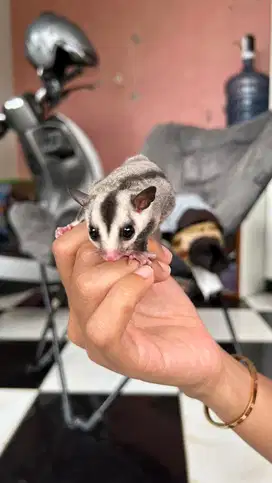 Sugar glider joey white face