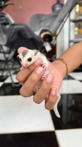 Sugar glider joey mozaic