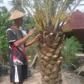 ready kaka pohon kurma nya berbagai macam ukuran