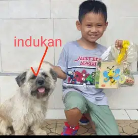 Anak anjing ras maltese