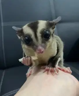 Indukan Sugar Glider Betina dan Jantan