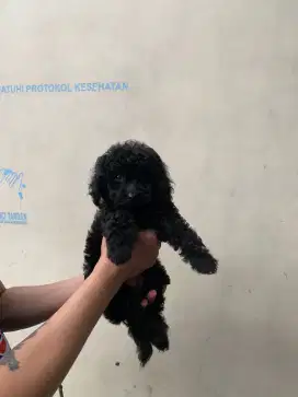 Anjing toy poodle 3 bulan no STB ras asli