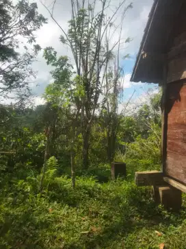 Tanah View Sungai Dan Jungle Di Taro Tegallalang Bali