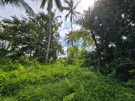 Dijual tanah kebun.manggis subur di bali