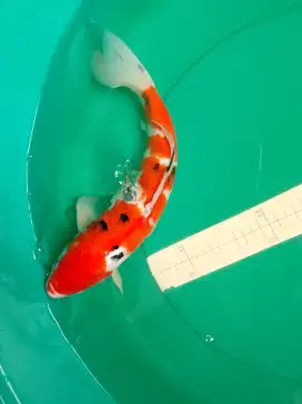 Ikan koi jenis SANKE 38cm