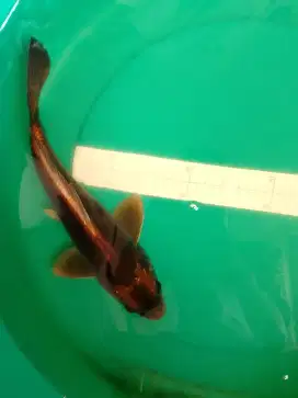 Ikan koi HAJIRO 38cm antik warna gelap