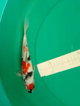 Ikan koi jenis KINDAI SHOWA 28cm HQ