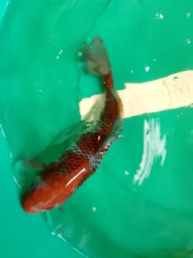 Ikan koi jenis OCHIBA 34cm