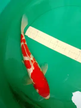 Ikan koi jenis Kohaku Ginrin 37cm bagus