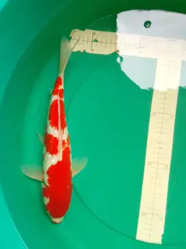 Ikan koi Kohaku Ginrin 37cm red strong