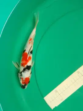 Ikan koi jenis kindai SHOWA 28cm bagus