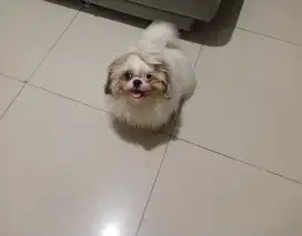 Anjing shihtzu jantan stmb dan vaksin