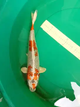 Ikan koi jenis KUJAKU uk 39cm