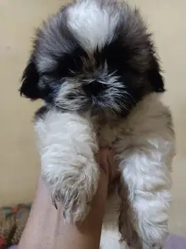 Anak Anjing Shihtzu