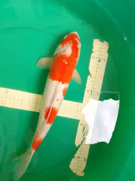 Ikan koi jenis Kohaku 44cm male