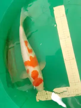 Ikan koi jenis Kohaku maruten 40cm