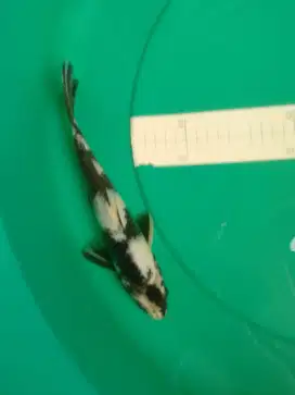 Ikan koi jenis KiN SHIRO ukuran 28cm