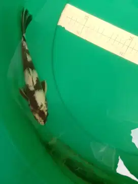 Ikan koi jenis Kin SHIRO 28cm jarang ada